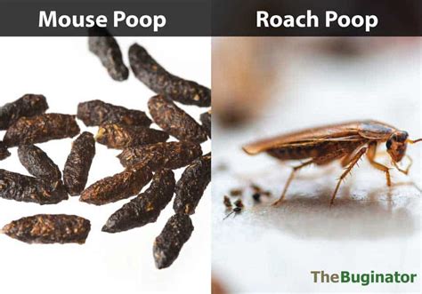 roach poop pictures